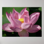 Pink Lotus Flower IV Poster
