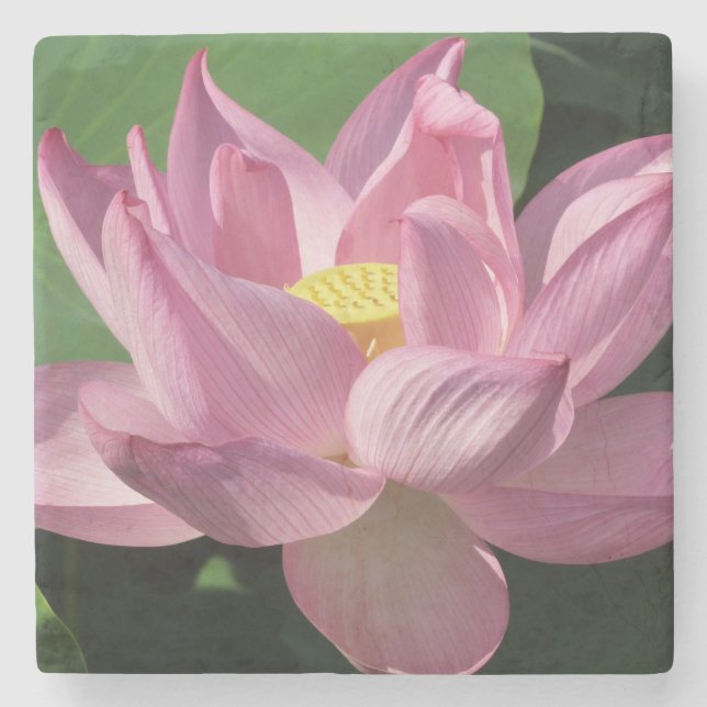 Pink Lotus Flower IV Stone Coaster (Front)
