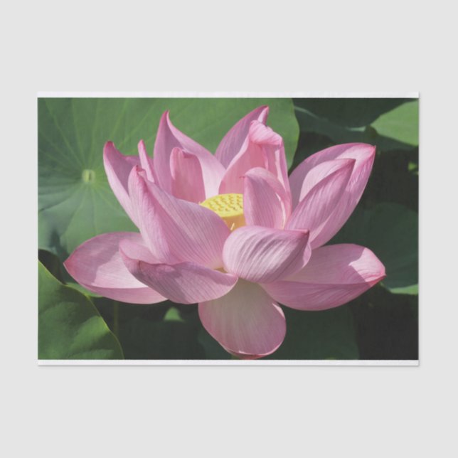 Pink Lotus Flower IV Tissue Paper (Front)