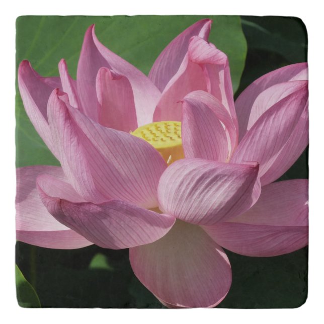 Pink Lotus Flower IV Trivet (Front)