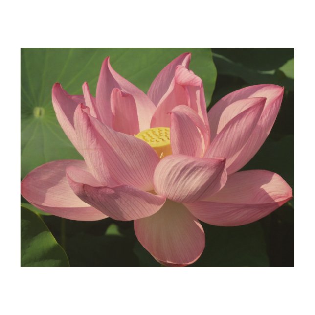 Pink Lotus Flower IV Wood Wall Decor (Front)
