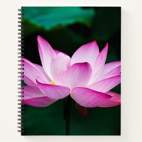 Pink Lotus Flower Notebook