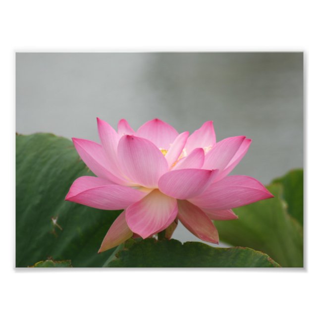 Pink Lotus flower Photo Print (Front)