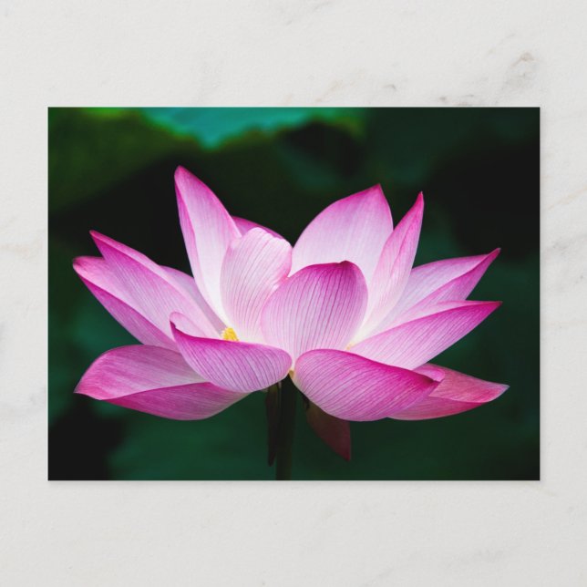 Pink Lotus Flower Postcard (Front)
