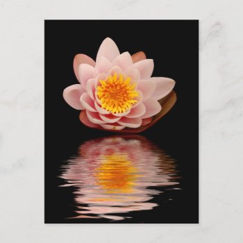 Pink Lotus Flower Postcard by The_Everything_Store at Zazzle