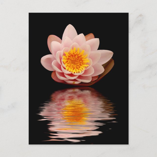Pink Lotus Flower Postcard (Front)