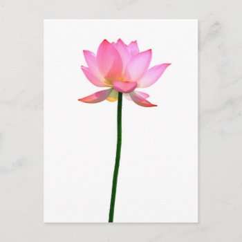 Pink Lotus Flower Postcard by iroccamaro9 at Zazzle