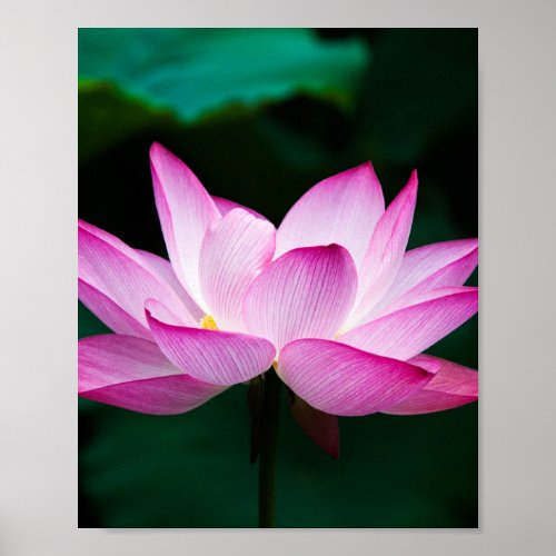 Pink Lotus Flower Poster