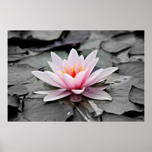 Pink Lotus Flower  Poster