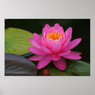 Pink Lotus Flower Print