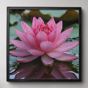 Pink Lotus Flower With Vibrant Petals Peel And Stick Photo Tile