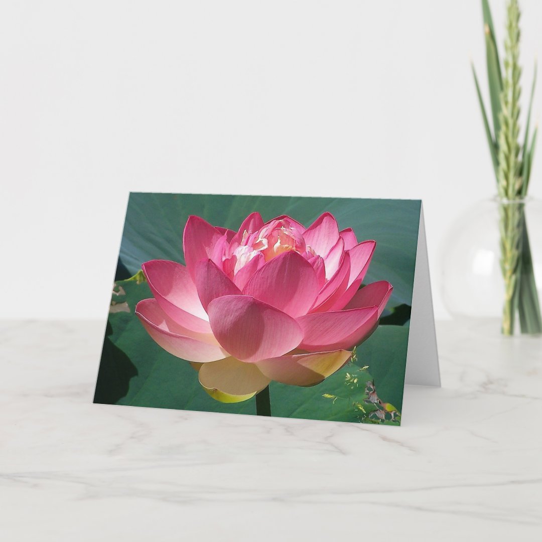 Pink Lotus - Greeting Card | Zazzle