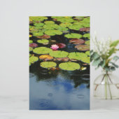 Pink lotus in Rain (Standing Front)