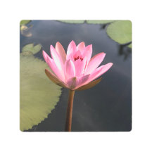 Pink  lotus in the pond