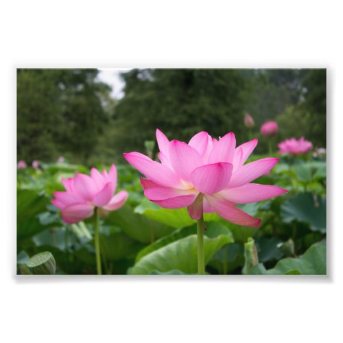 Pink lotus photo print