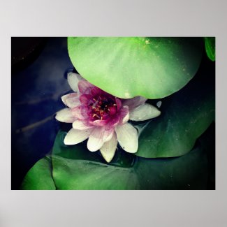 Pink Lotus Photography   Poster