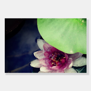 Pink Lotus Photography Poster