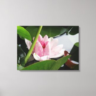 Pink Lotus  Photography Print