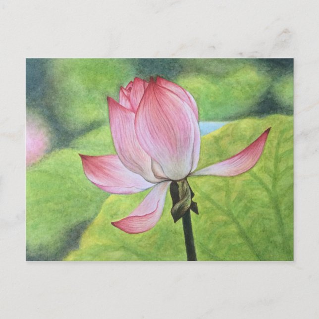 Pink Lotus Postcard (Front)