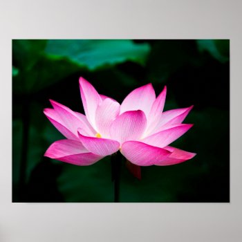 Pink Lotus Poster by GiftStation at Zazzle