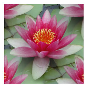 Pink Lotus Water Lily Acrylic Wall Art
