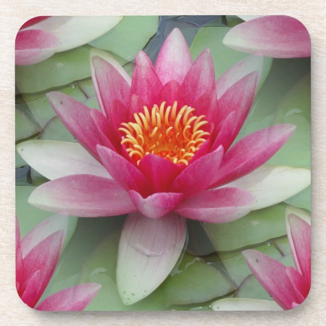 Pink Lotus Water Lily Beverage Coaster (Front)