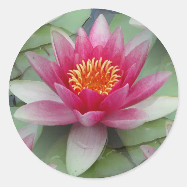 Pink Lotus Water Lily Classic Round Sticker | Zazzle
