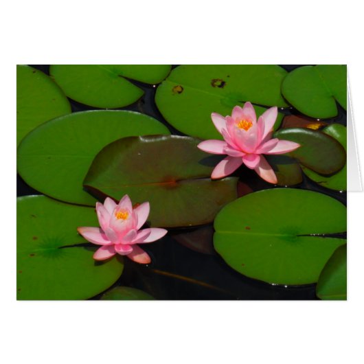 Pink lotus water lily flower  garden, (Front Horizontal)