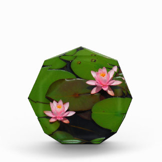 Pink lotus water lily flower garden, acrylic award