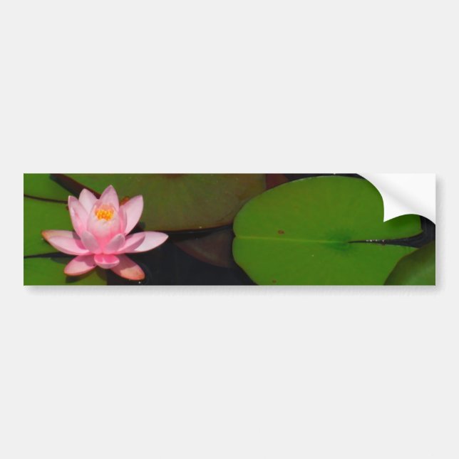 Pink lotus water lily flower  garden, bumper sticker (Front)
