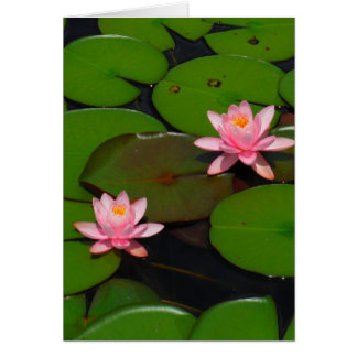 Pink lotus water lily flower garden, cards