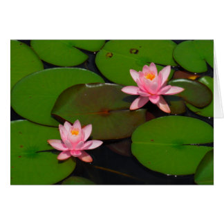 Pink lotus water lily flower garden, cards
