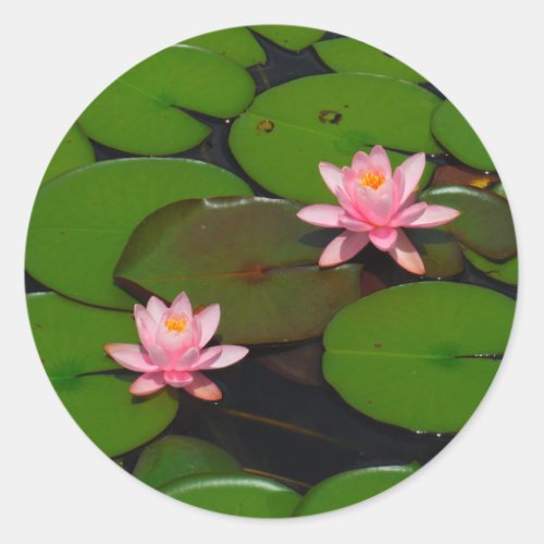 Pink lotus water lily flower  garden classic round sticker