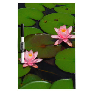 Pink lotus water lily flower  garden, dry erase board
