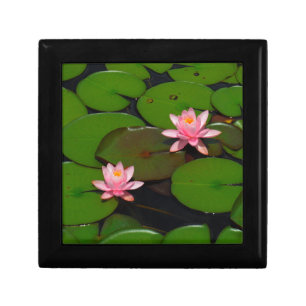 Pink lotus water lily flower garden, gift box