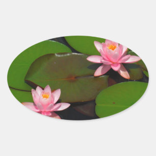 Pink lotus water lily flower garden, oval sticker