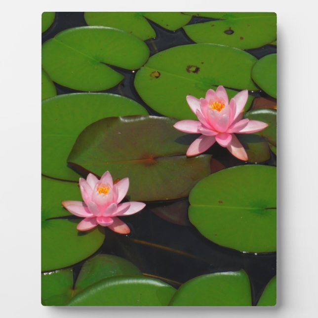 Pink lotus water lily flower garden, plaque (Front)