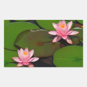 Pink lotus water lily flower garden, rectangular sticker