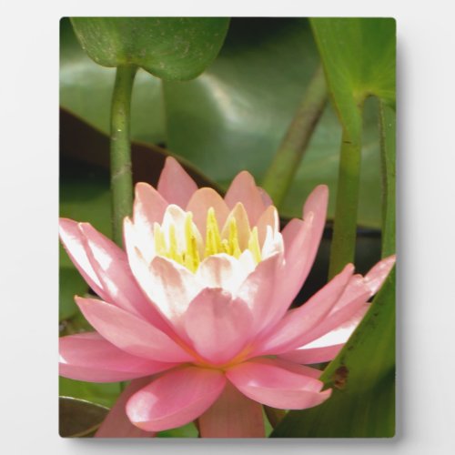 Pink lotus water lily flower plaque