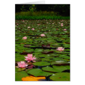 Pink lotus water lily flower pond (Front)