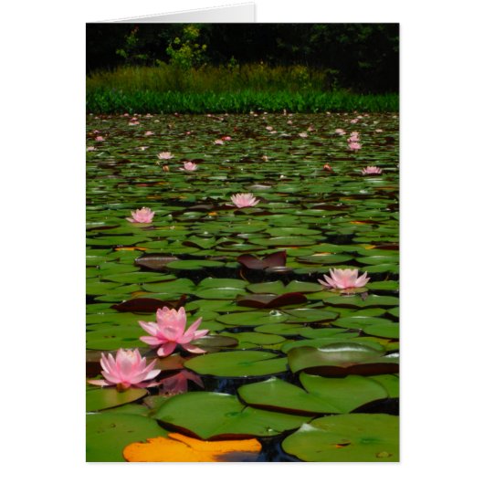 Pink lotus water lily flower pond (Front)