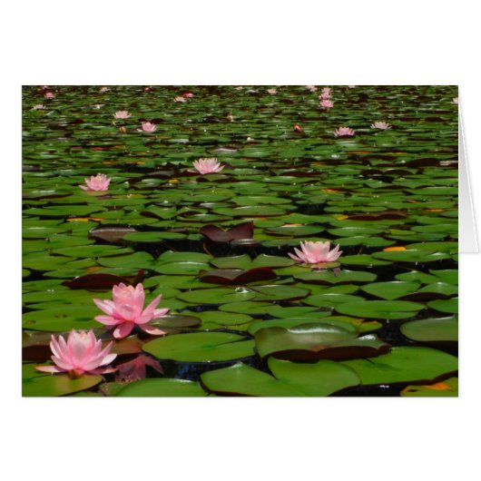 Pink lotus water lily flower pond (Front Horizontal)