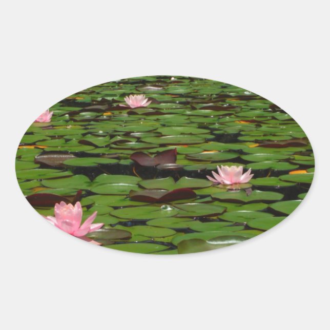 Pink lotus water lily flower pond oval sticker (Front)