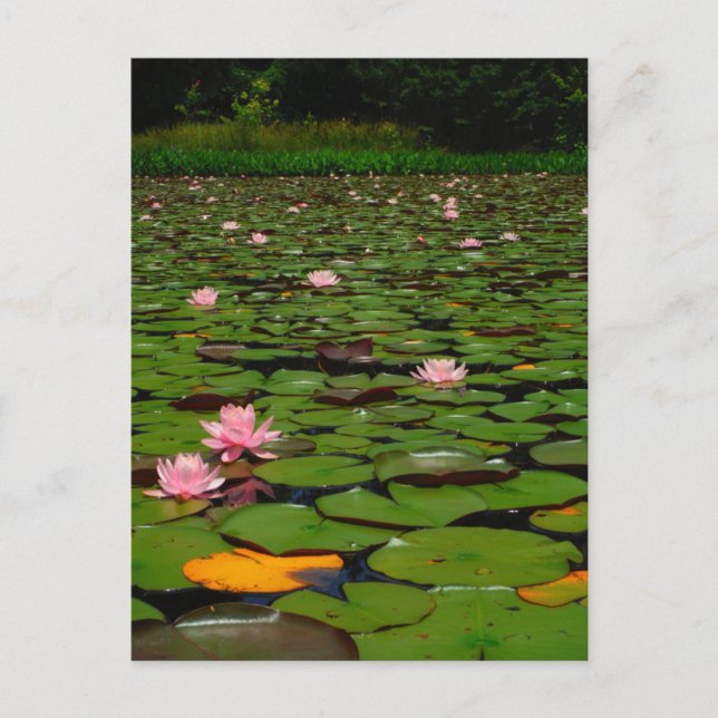Pink lotus water lily flower pond postcard (Front)