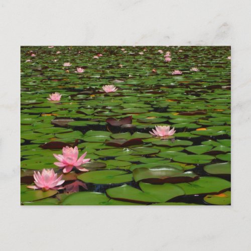 Pink lotus water lily flower pond postcard