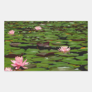 Pink lotus water lily flower pond rectangular sticker