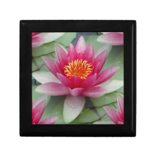 Pink Lotus Water Lily Gift Box