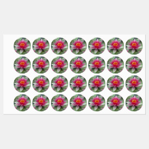 Pink Lotus Water Lily Labels