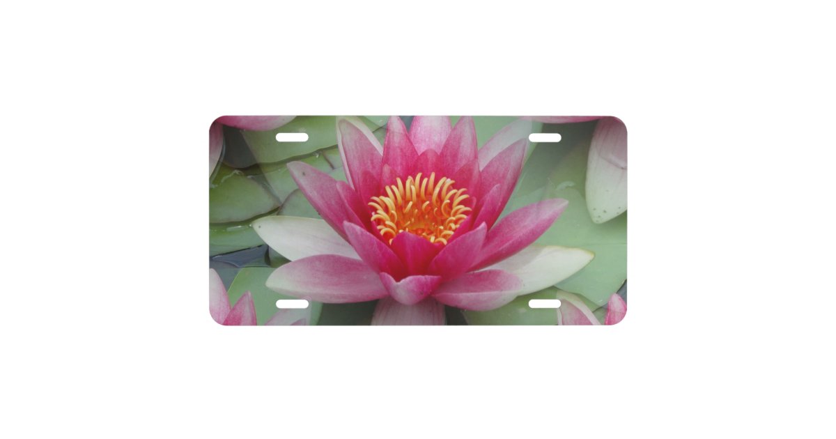 Pink Lotus Water Lily License Plate | Zazzle