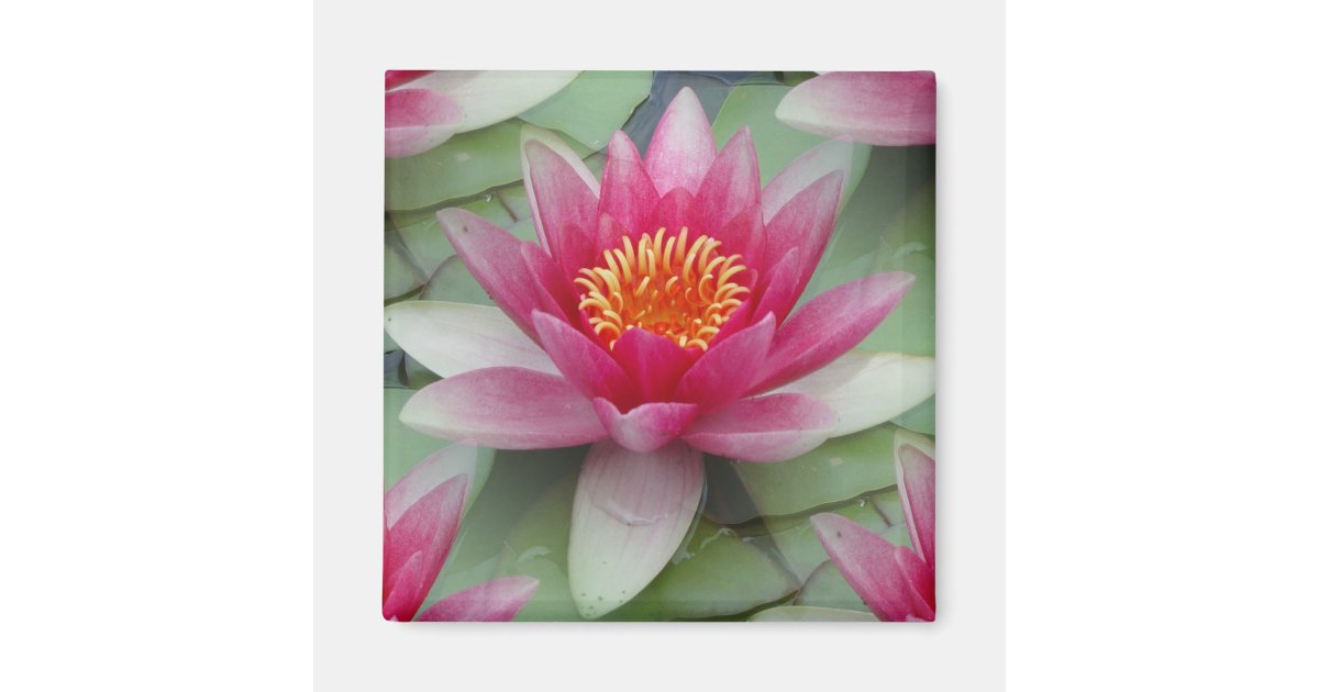 Pink Lotus Water Lily Magnet | Zazzle